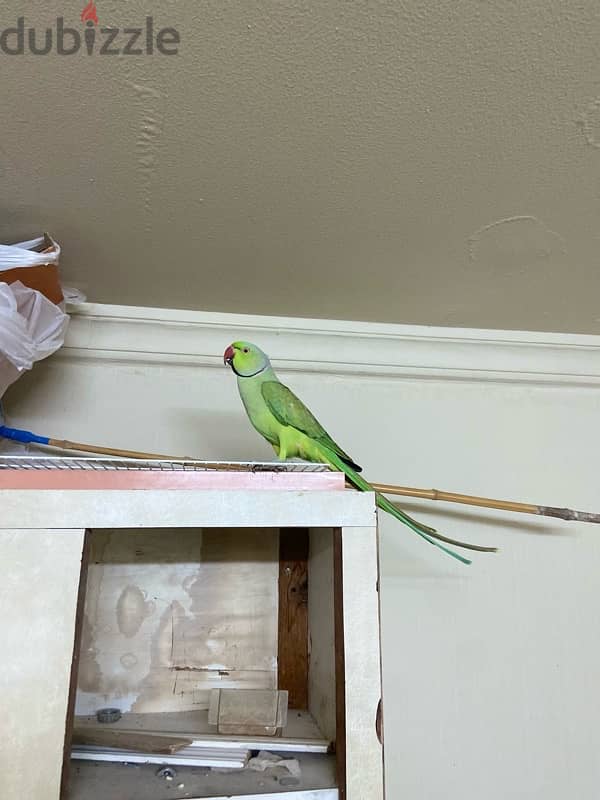 green neck male parrot for breeding for sale 2