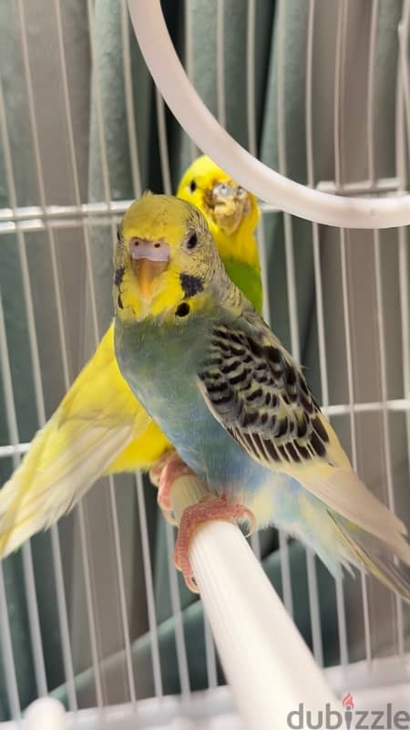 Budgerigar 0