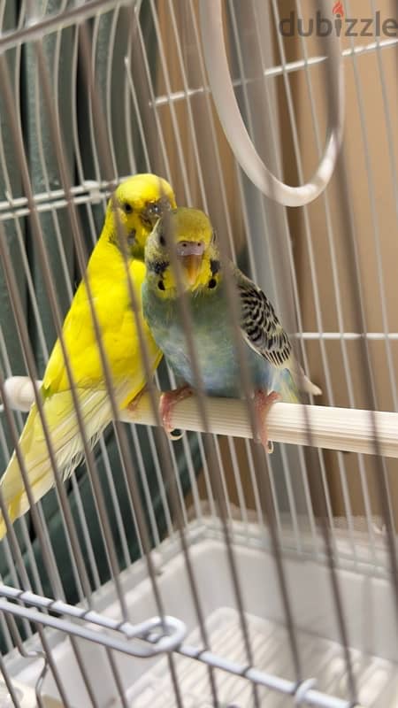 Budgerigar 1