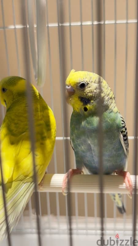 Budgerigar 4