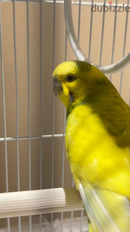 Budgerigar 5