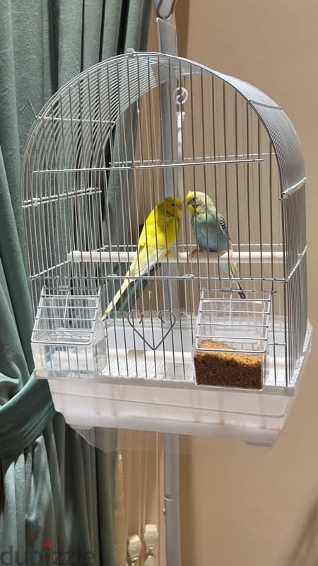 Budgerigar 6