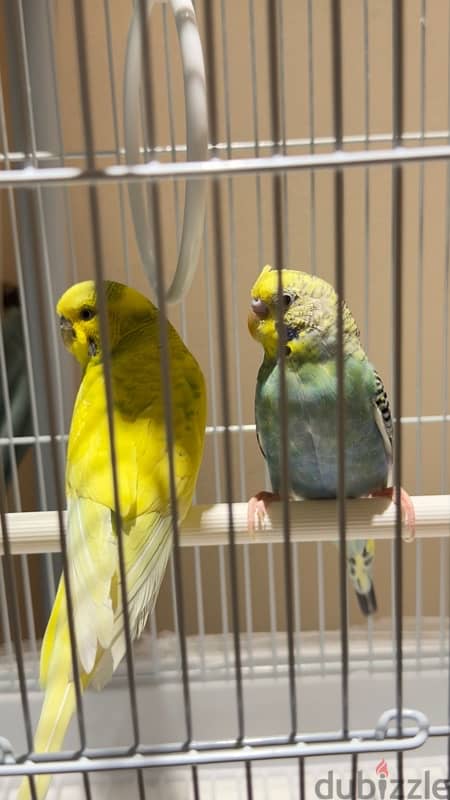 Budgerigar 7