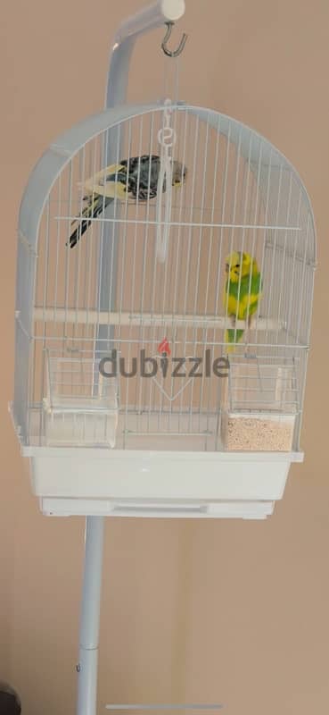 Budgerigar 8