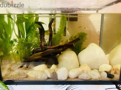 Planted Aquarium for sale