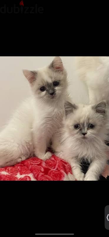 2 Cats For Sale قطط للبيع