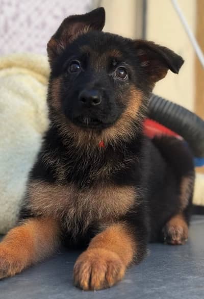 male and female German shepherd نثيه و ذكر جيرمن شيبرد