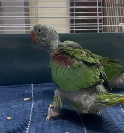 Nepali Parrot Chick