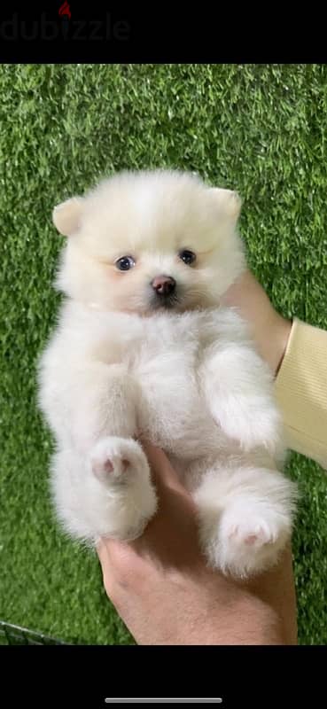 Pomeranian