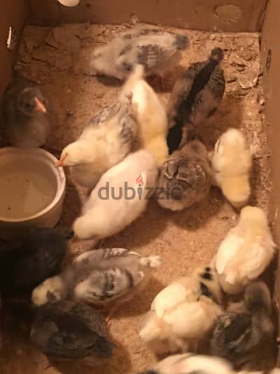 Chicken for sale 4pc 1BD 2 week age 33822216