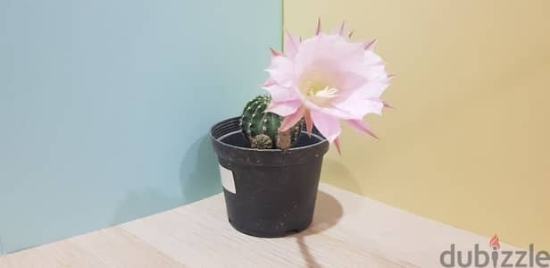 Cactus plant