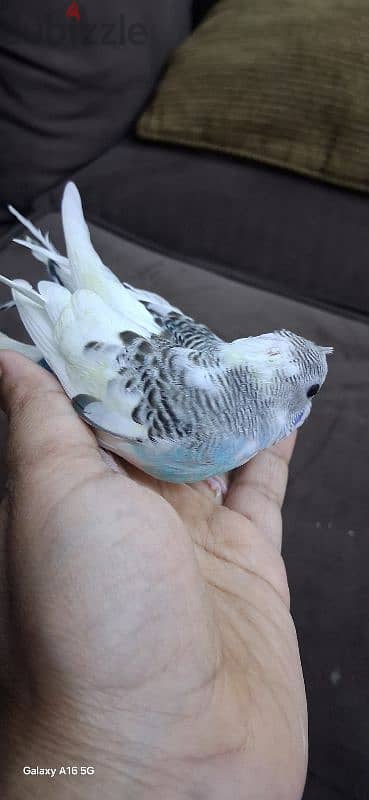 tamed budgies urgent for sale 2