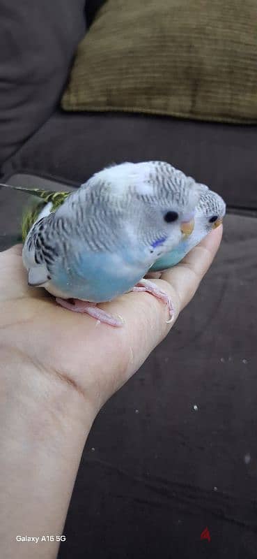 tamed budgies urgent for sale 3