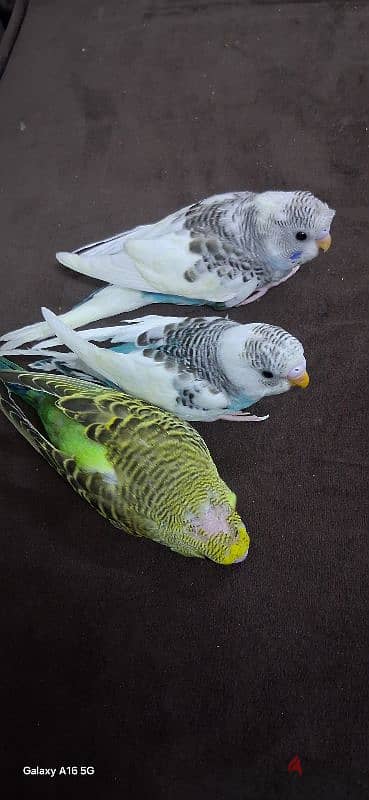 tamed budgies urgent for sale 4