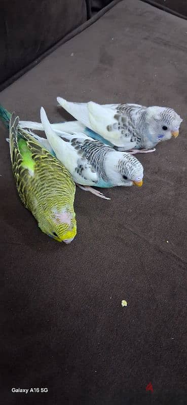tamed budgies urgent for sale 5