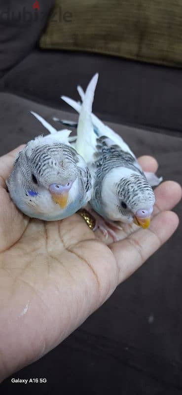 friendly budgies for sale