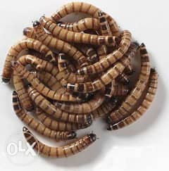Mealworms big size super 0