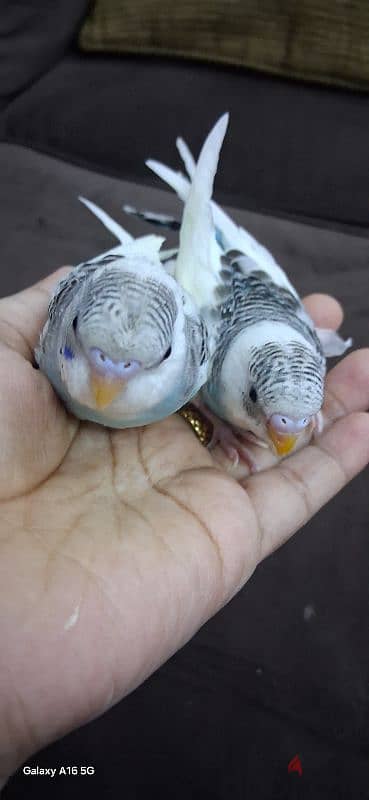 tamed budgies for sale (1pc) 4