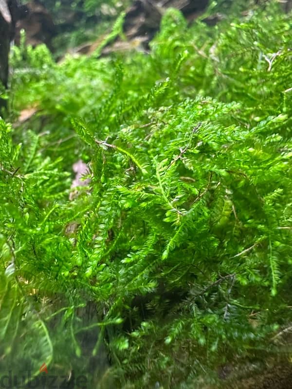 ك. ريسمس مووس.          CHRISTMAS MOSS 1