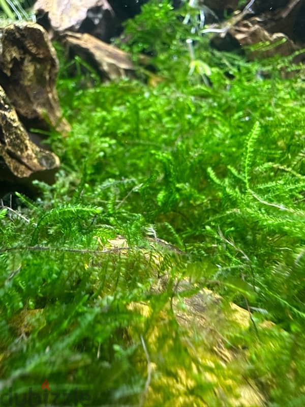 ك. ريسمس مووس.          CHRISTMAS MOSS 2