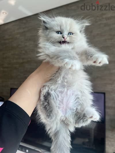 adoption