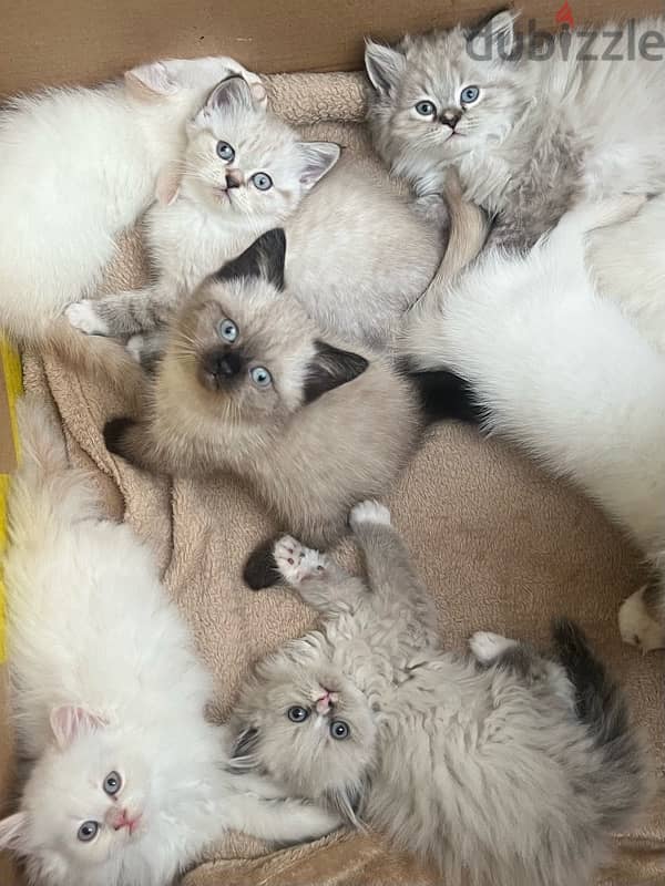 adoption 1