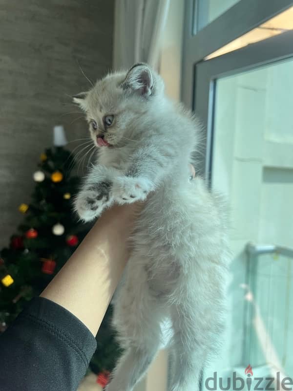 adoption 2