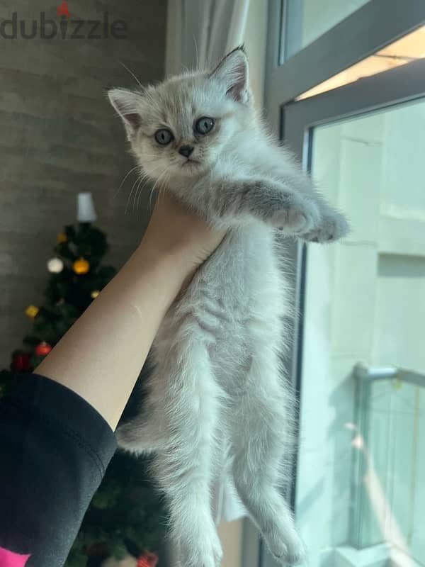 adoption 3