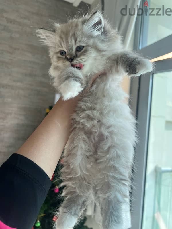 adoption 5