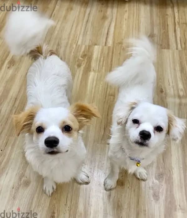 2 Dogs available - Dogs - 105490418