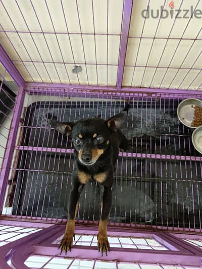 free dog