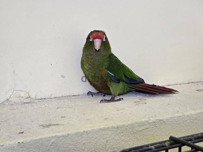 روز كنيور -Rose Conure - Birds - 105495856