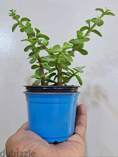 plant
