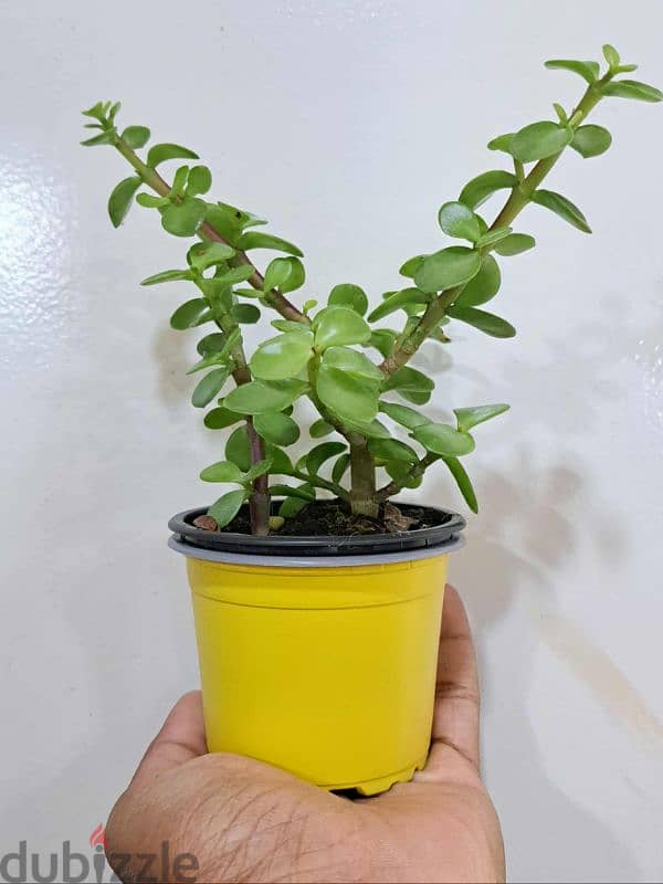 plant 1