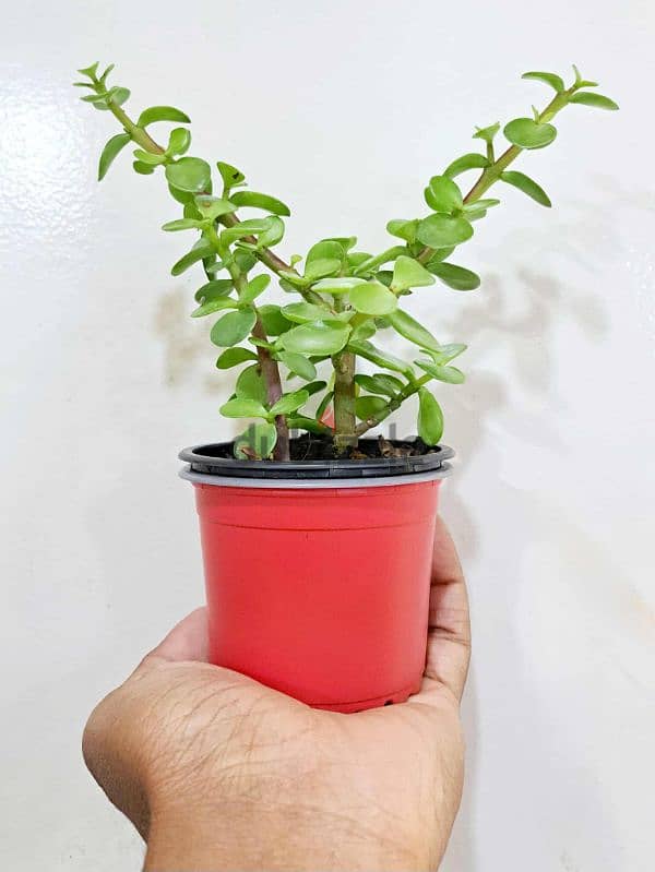 plant 3