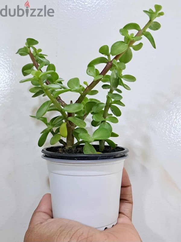 plant 5