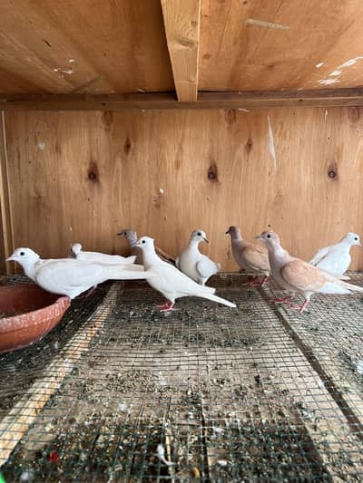 dove ياكم كريم