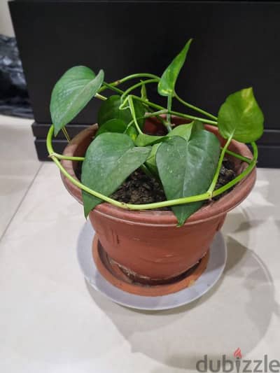 Money Plants , Bamboo plants