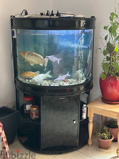 Big Aquarium with Fish, Pumpand Filter - Ready to Use