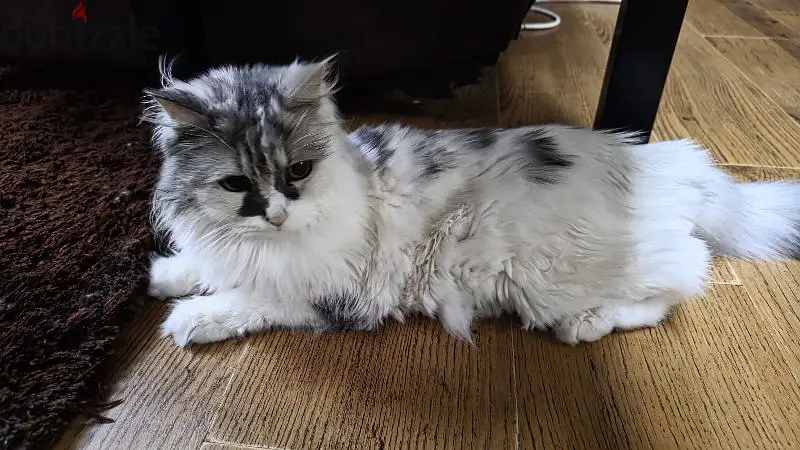 Female cat for adoption
