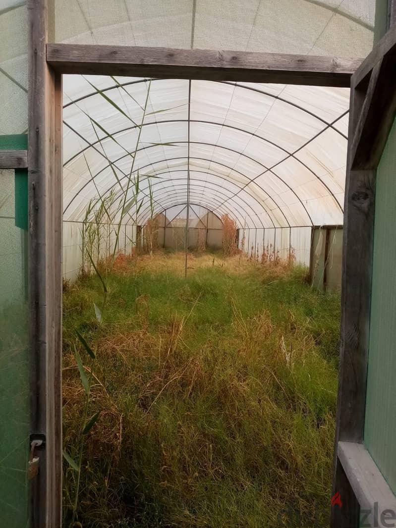 Green houses 1