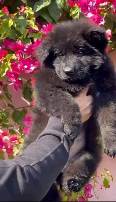 male and female German sheprd puppies long hair top level available ...
