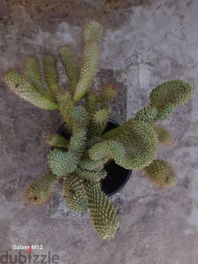Cactus plant