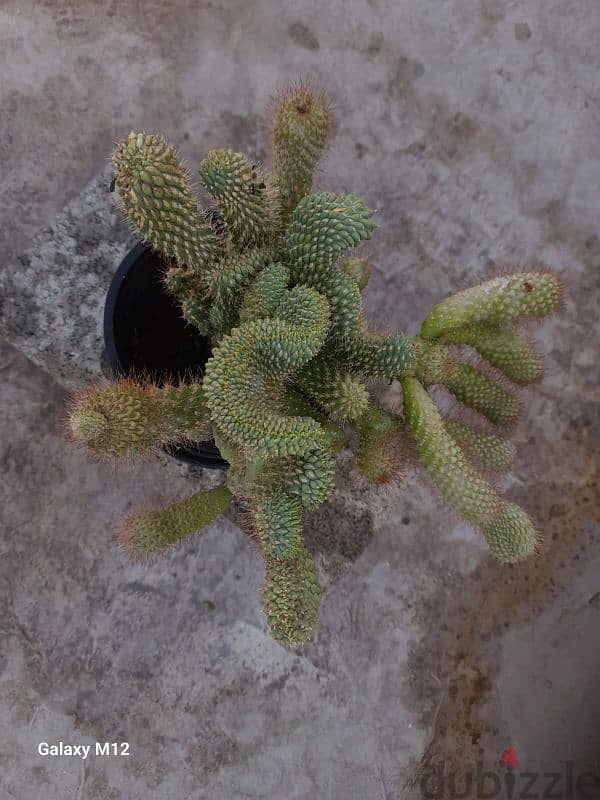 Cactus plant 1
