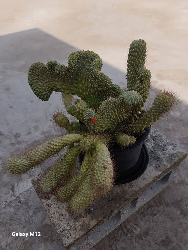 Cactus plant 2