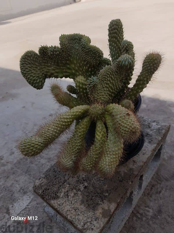 Cactus plant 3