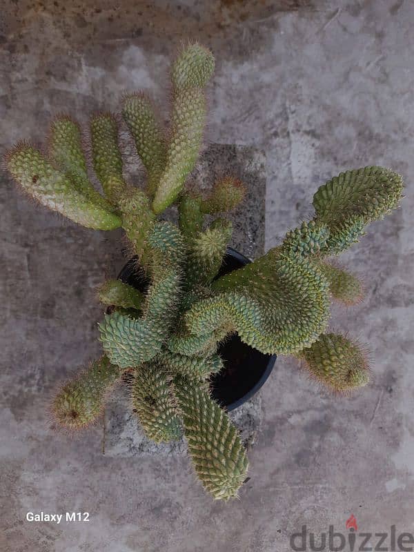 Cactus plant 4