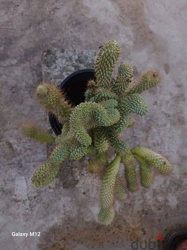Cactus plant 5