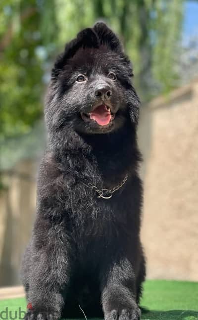 male German sheprd puppies long hair top level - Dogs - 105549715