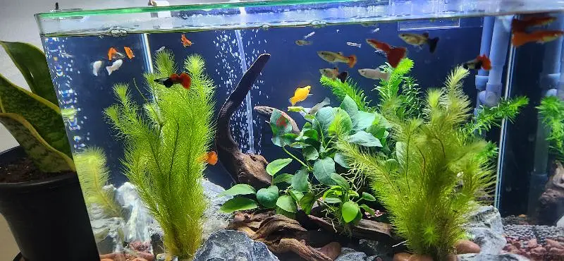 Aquarium for sale